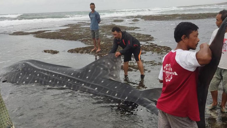 Kemunculan ikan hiu tutul di Pantai Barat Pangandaran