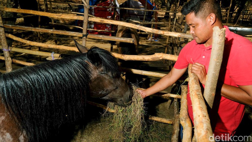 Rawat Kuda Pacu, Peternak Ini Rela Rogoh Uang Belasan Juta Tiap Bulan
