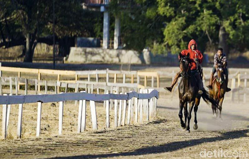 Perlombaan kuda pacu merupakan ajang bergengsi di Wini, NTT. Seperti apa melatih kuda-kuda ini?