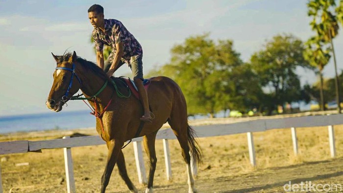 Perlombaan kuda pacu merupakan ajang bergengsi di Wini, NTT. Seperti apa melatih kuda-kuda ini?