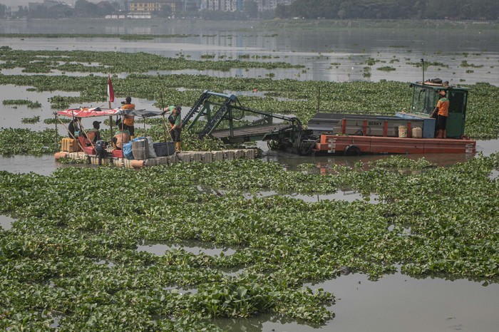 MEMBERSIHKAN ECENG GONDOK DI WADUK PLUIT Petugas UPK Badan Air DLH DKI Jakarta mengoperasikan alat berat untuk membersihkan tanaman eceng gondok di Waduk Pluit, Jakarta, Rabu (31/8/2022). Unit Pelaksana Kebersihan (UPK) Badan Air Dinas Lingkungan Hidup (DLH) DKI Jakarta meyebutkan pembersihan eceng gondok itu untuk mencegah terjadinya pendangkalan air di waduk tersebut. ANTARA FOTO/FOTO/Aprillio Akbar/wsj.