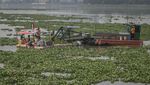 Waduk Pluit Kembali Dipenuhi Eceng Gondok