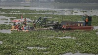Petugas UPK Badan Air DLH DKI Jakarta membersihkan tanaman eceng gondok di Waduk Pluit, Penjaringan, Jakarta Utara, Rabu (31/8/2022).