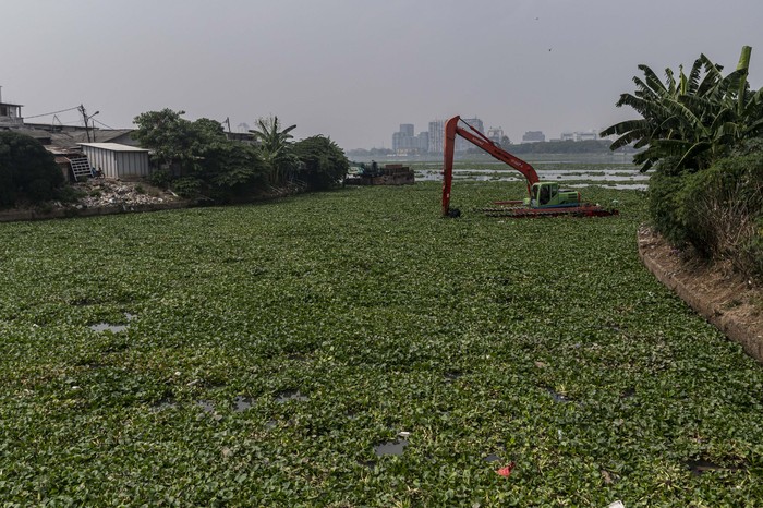 Petugas UPK Badan Air DLH DKI Jakarta mengoperasikan alat berat untuk membersihkan tanaman eceng gondok di Waduk Pluit, Jakarta, Rabu (31/8/2022). Unit Pelaksana Kebersihan (UPK) Badan Air Dinas Lingkungan Hidup (DLH) DKI Jakarta meyebutkan pembersihan eceng gondok itu untuk mencegah terjadinya pendangkalan air di waduk tersebut. ANTARA FOTO/FOTO/Aprillio Akbar/wsj.