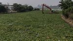 Waduk Pluit Kembali Dipenuhi Eceng Gondok