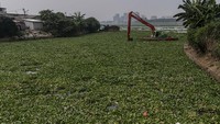 Eceng gondok terlihat merata di salah satu sudut Waduk Pluit. Salah satu fungsi waduk ini untuk mencegah banjir di kawasan Pluit dan Muara Baru, Jakarta Utara.