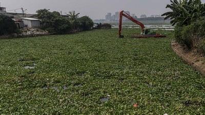 Waduk Pluit Kembali Dipenuhi Eceng Gondok