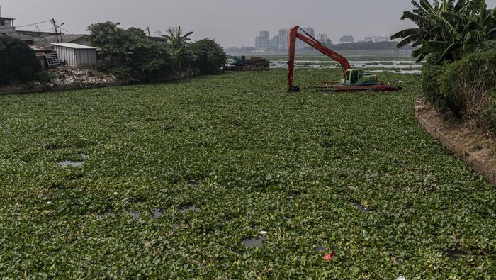 Petugas UPK Badan Air DLH DKI Jakarta mengoperasikan alat berat untuk membersihkan tanaman eceng gondok di Waduk Pluit, Jakarta, Rabu (31/8/2022). Unit Pelaksana Kebersihan (UPK) Badan Air Dinas Lingkungan Hidup (DLH) DKI Jakarta meyebutkan pembersihan eceng gondok itu untuk mencegah terjadinya pendangkalan air di waduk tersebut. ANTARA FOTO/FOTO/Aprillio Akbar/wsj.