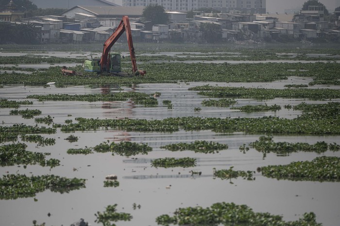 Petugas UPK Badan Air DLH DKI Jakarta mengoperasikan alat berat untuk membersihkan tanaman eceng gondok di Waduk Pluit, Jakarta, Rabu (31/8/2022). Unit Pelaksana Kebersihan (UPK) Badan Air Dinas Lingkungan Hidup (DLH) DKI Jakarta meyebutkan pembersihan eceng gondok itu untuk mencegah terjadinya pendangkalan air di waduk tersebut. ANTARA FOTO/FOTO/Aprillio Akbar/wsj.