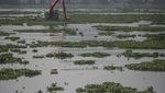 Waduk Pluit Kembali Dipenuhi Eceng Gondok