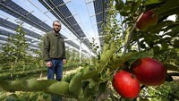 Seorang petani, Christian Nachtwey berdiri di bawah panel surya yang dipasang di atas kebun organik di Gelsdorf, Jerman bagian barat, Selasa (30/8/2022). Gelsdorf sekitar 600 km sebelah barat Berlin.