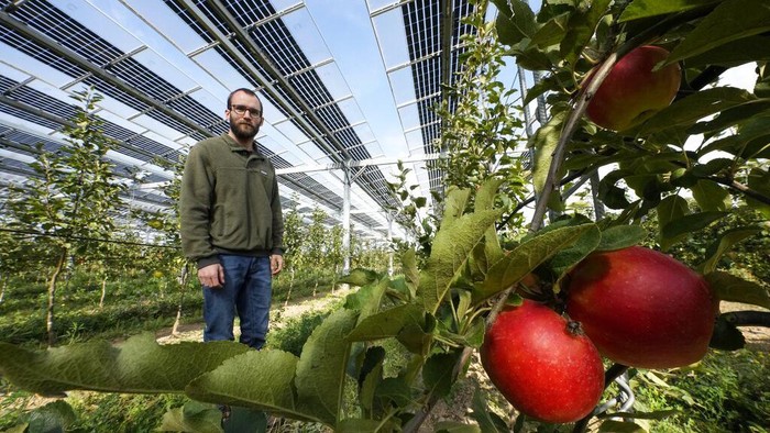 Pertanian dengan Tenaga Surya Makin Berkembang di Jerman Solar panels are installed over an organic orchard in Gelsdorf, western Germany, Tuesday, Aug. 30, 2022. Solar installations on arable land are becoming increasingly popular in Europe and North America, as farmers seek to make the most of their land and establish a second source of revenue. (AP Photo/Martin Meissner)