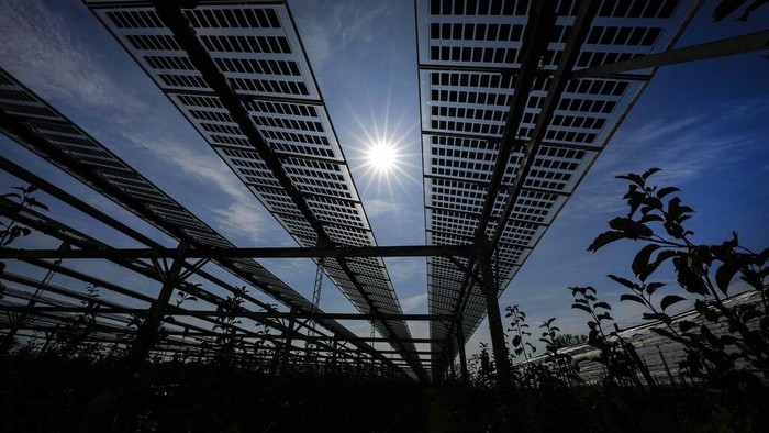Solar panels are installed over an organic orchard in Gelsdorf, western Germany, Tuesday, Aug. 30, 2022. Solar installations on arable land are becoming increasingly popular in Europe and North America, as farmers seek to make the most of their land and establish a second source of revenue. (AP Photo/Martin Meissner)