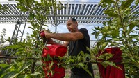 Petani memanen buah dibawah atap panel surya. Panel surya bisa mengurangi penguapan sehingga menghemat air.