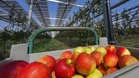 Tumpukan buah apel yang ranum usai dipanen dari pohon yang dikembangkan dengan teknologi panel surya. Metode pertanian tenaga surya ini berfungsi maksimal untuk buah-buahan lunak seperti apel, kentang, dan produk sayuran seperti tomat dan timun.