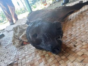 Penampakan Sapi Berkepala 2 dengan 4 Mata di Bone