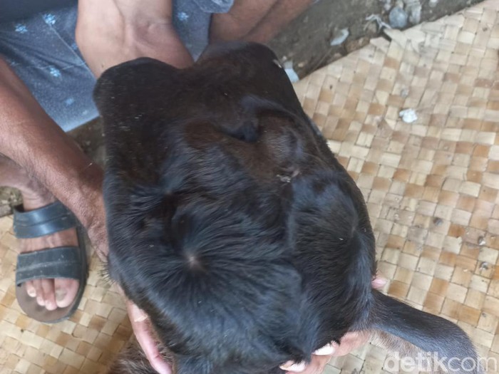 Sapi lahir dengan kondisi langka di Bone Sapi lahir dengan kondisi langka di Bone