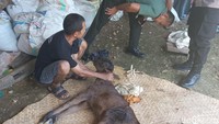 Diduga bibit yang disuntikkan tidak bagus sehingga menghasilkan anak sapi dengan kondisi yang aneh. (Foto: Agung Pramono/detikSulsel)