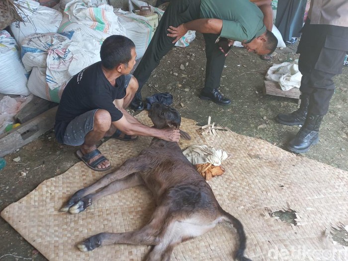 Sapi lahir dengan kondisi langka di Bone