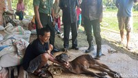 Selain di bagian kepala, anak sapi ini juga mengalami keanehan pada tubuhnya yang berkelamin jantan namun memiliki susu. (Foto: Agung Pramono/detikSulsel)