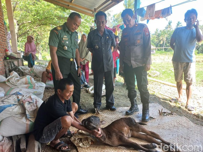 Sapi lahir dengan kondisi langka di Bone
