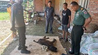 Anak sapi bermata 4 itu masih hidup namun dalam kondisi lemas. (Foto: Agung Pramono/detikSulsel)