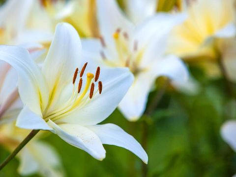 858819590 Yellow Asiatic Lilies in a flower garden