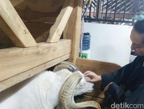 3 Fakta Baru yang Terkuak dari Fabiola Elizabeth Model Scammer Solo Baru