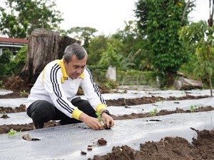 Tanam Cabai di Pekarangan, Gubri: Kamu Kapan?