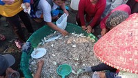 Menurutnya target tangkapan dari jaring arad merupakan ikan-ikan berukuran kecil, namun tak sedikit mendapatkan ikan berukuran besar.Alhamdulilla setelah beberapa hari kebelakang dihantam gelombang tinggi ombak musim pancaroba. Saat ini lagi musim ikan teri, jenis ikan kecil yang enak dikonsumsi, katanya.