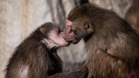 ua ekor babon kuning (Papio Cynocephalus) terlihat memadu kasih di Kebun Binatang Madrid, Spanyol, pada 17 Desember 2021 lalu.