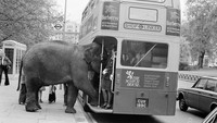 Nah loh, seekor gajah di London, Inggris pada 1979 mencoba untuk naik bus lho. Momen ini dipotret pada 29 Mei 1979.