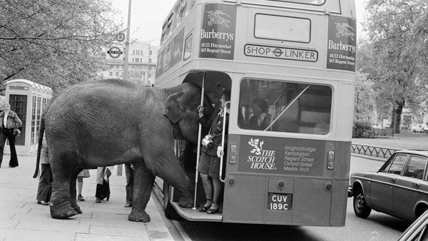 Nah loh, seekor gajah di London, Inggris pada 1979 mencoba untuk naik bus lho. Momen ini dipotret pada 29 Mei 1979. Nah loh, seekor gajah di London, Inggris pada 1979 mencoba untuk naik bus lho. Momen ini dipotret pada 29 Mei 1979.