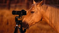 Lanjut ada seekor kuda yang kini berprofesi sebagai fotografer. Kok bisa?