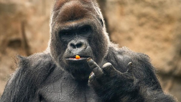Seekor gorila dengan wortel dimulutnya terlihat mengacungkan jari tengah ke arah kamera di Kebun Binatang Madrid, Spanyol, pada 22September 2022.