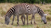 Nah dari cagar alam Kenya, ada zebra yang terlihat memiliki dua kepala. Bukan sungguhan lho ya, tapi memang ada dua ekor zebra. Ilusi optik yang membuatnya terlihat seperti itu. Momen ini diambil pada 20 September 2013.