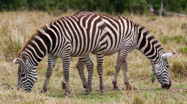 Nah dari cagar alam Kenya, ada zebra yang terlihat memiliki dua kepala. Bukan sungguhan lho ya, tapi memang ada dua ekor zebra. Ilusi optik yang membuatnya terlihat seperti itu. Momen ini diambil pada 20 September 2013. Nah dari cagar alam Kenya, ada zebra yang terlihat memiliki dua kepala. Bukan sungguhan lho ya, tapi memang ada dua ekor zebra. Ilusi optik yang membuatnya terlihat seperti itu. Momen ini diambil pada 20 September 2013.