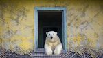 14 Foto Wildlife Photographer of the Year 2022, Satu Momen dari Indonesia