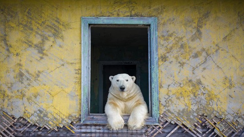 Wildlife Photographer of the Year 2022 Wildlife Photographer of the Year 2022