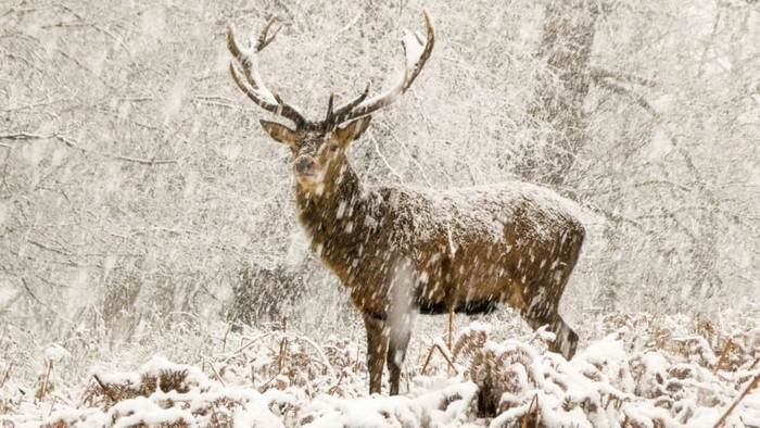 Wildlife Photographer of the Year 2022 Wildlife Photographer of the Year 2022