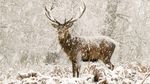 14 Foto Wildlife Photographer of the Year 2022, Satu Momen dari Indonesia
