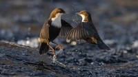 Total foto pilihan ada 14 dan telah dirilis menjelang acara penghargaan untuk kompetisi edisi ke-58. Setelah bertahun-tahun mengunjungi sungai Finlandia, Heikki Nikki tahu setiap spot burung tenggorokan putih.