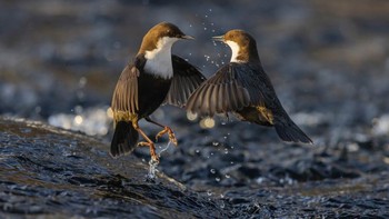 Heikki Nikki cukup beruntung untuk menangkap gambar dua burung yang rebutan di sepanjang sungai di Kuusamo Foto: Wildlife Photographer of the Year/CNN