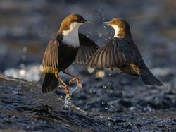 Karya Menakjubkan Peserta Kontes Foto Satwa Liar, Ada Lokasi di Indonesia