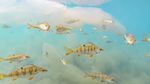 14 Foto Wildlife Photographer of the Year 2022, Satu Momen dari Indonesia
