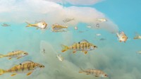 Tiina Törmänen bertemu dengan kawanan European perch (sejenis ikan kakap putih) di danau Finlandia
