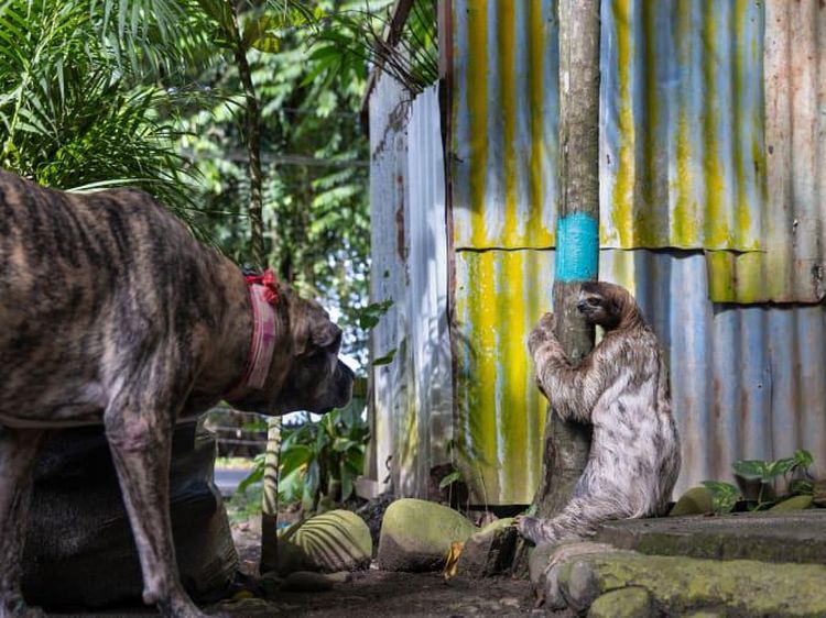 14 Foto Wildlife Photographer of the Year 2022, Satu Momen dari Indonesia