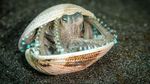 14 Foto Wildlife Photographer of the Year 2022, Satu Momen dari Indonesia