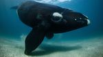 14 Foto Wildlife Photographer of the Year 2022, Satu Momen dari Indonesia