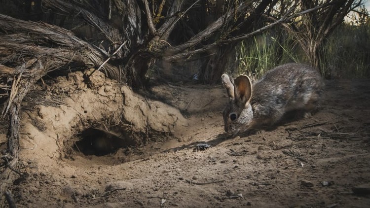 Wildlife Photographer of the Year 2022